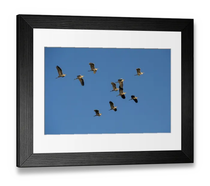 Framed Print : Grey herons (Ardea cinerea) flock in flight, Marataba, Marakele National Park, Limpopo Province, South Africa Framed Print : Grey herons (Ardea cinerea) flock in flight, Marataba, Marakele National Park, Limpopo Province, South Africa