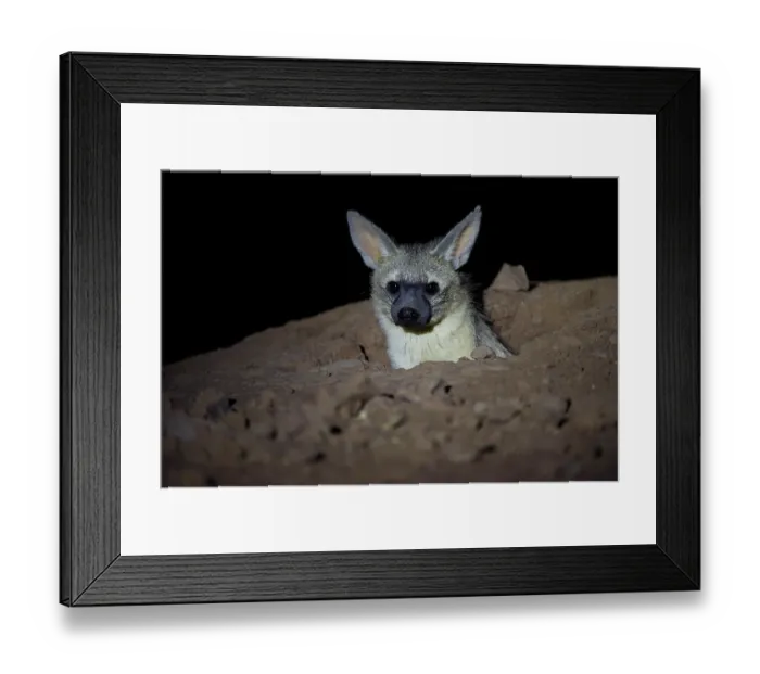 Framed Print : Aardwolf (Proteles cristatus) resting at night, Marataba, Marakele National Park, Limpopo Province, South Africa Framed Print : Aardwolf (Proteles cristatus) resting at night, Marataba, Marakele National Park, Limpopo Province, South Africa