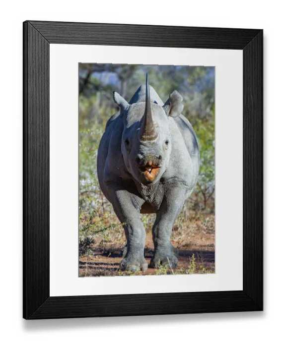 Framed Print : Black rhinoceros (Diceros bicornis) portrait, Marataba, Marakele National Park, Limpopo Province, South Africa. Critically endangered Framed Print : Black rhinoceros (Diceros bicornis) portrait, Marataba, Marakele National Park, Limpopo Province, South Africa. Critically endangered