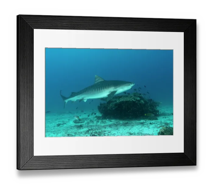 Framed Print : RF - Tiger shark (Galeocerdo cuvier) swimming close to a coral reef, off Malapascua Island, Philippines, Pacific Ocean Framed Print : RF - Tiger shark (Galeocerdo cuvier) swimming close to a coral reef, off Malapascua Island, Philippines, Pacific Ocean
