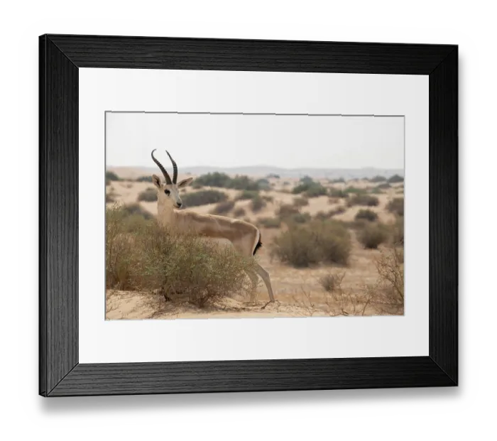 Framed Print : Arabian sand gazelle (Gazella arabica) walking through desert scrub, Dubai Desert Conservation Area. Dubai, United Arab Emirates Framed Print : Arabian sand gazelle (Gazella arabica) walking through desert scrub, Dubai Desert Conservation Area. Dubai, United Arab Emirates