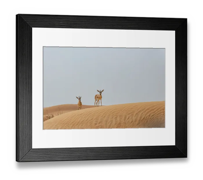 Framed Print : Arabian sand gazelles (Gazella arabica) standing on sand dunes, Dubai Desert Conservation Area, Dubai, United Arab Emirates Framed Print : Arabian sand gazelles (Gazella arabica) standing on sand dunes, Dubai Desert Conservation Area, Dubai, United Arab Emirates