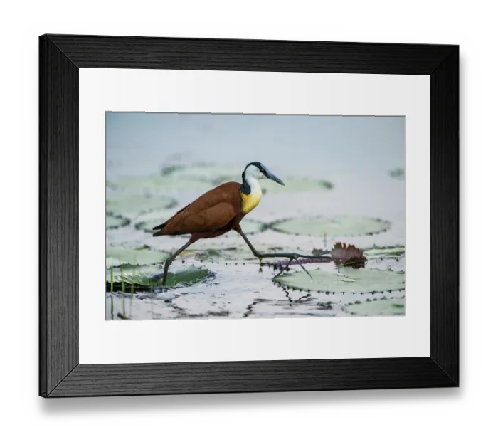 Framed Print : RF - African jacana (Actophilornis africanus) striding over lilypads on pond, Marakele Private Reserve, Waterberg Biosphere Reserve, Limpopo Province, South Africa Framed Print : RF - African jacana (Actophilornis africanus) striding over lilypads on pond, Marakele Private Reserve, Waterberg Biosphere Reserve, Limpopo Province, South Africa
