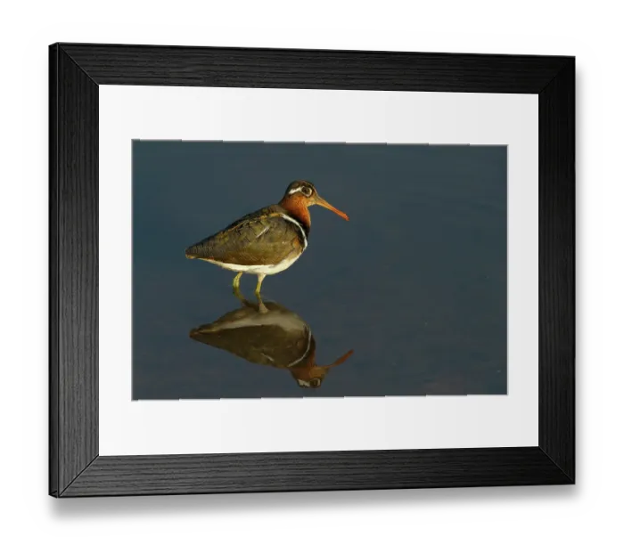 Framed Print : RF - Painted snipe (Rostratula benghalensis) standing in shallow water, Marakele Private Reserve, Waterberg Biosphere Reserve, Limpopo Province, South Africa Framed Print : RF - Painted snipe (Rostratula benghalensis) standing in shallow water, Marakele Private Reserve, Waterberg Biosphere Reserve, Limpopo Province, South Africa
