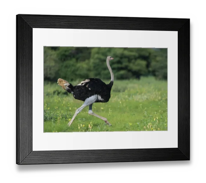 Framed Print : RF - Ostrich (Struthio camelus) male, running in grassland, Marakele Private Reserve, Waterberg Biosphere Reserve, Limpopo Province, South Africa Framed Print : RF - Ostrich (Struthio camelus) male, running in grassland, Marakele Private Reserve, Waterberg Biosphere Reserve, Limpopo Province, South Africa