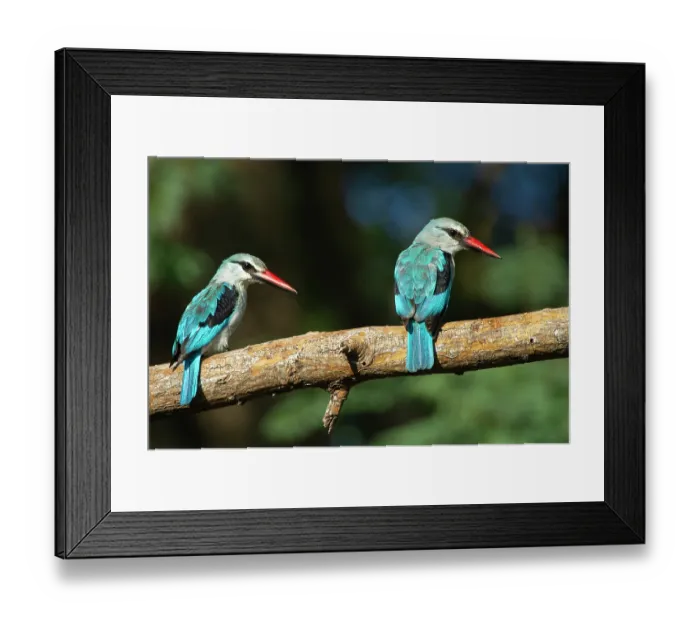 Framed Print : RF - Two Woodland kingfishers (Halcyon senegalensis) perched on branch, Marakele Private Reserve, Waterberg Biosphere Reserve, Limpopo Province, South Africa Framed Print : RF - Two Woodland kingfishers (Halcyon senegalensis) perched on branch, Marakele Private Reserve, Waterberg Biosphere Reserve, Limpopo Province, South Africa