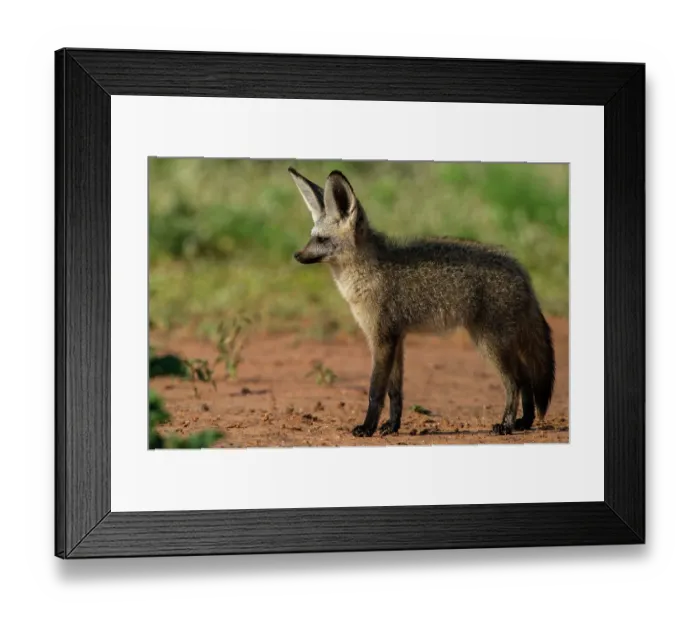 Framed Print : RF - Bat-eared fox (Otocyon megalotis) portrait, Marakele Private Reserve, Waterberg Biosphere Reserve, Limpopo Province, South Africa