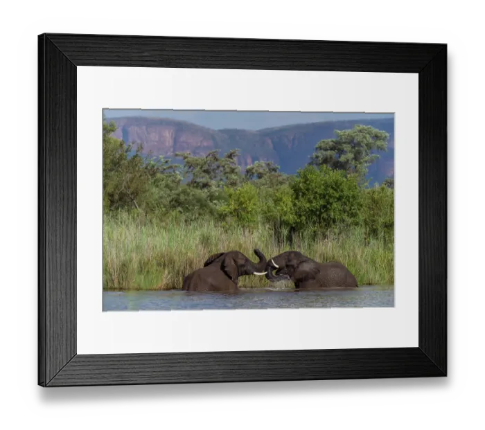 Framed Print : RF - Two African elephants (Loxodonta africana) drinking and bathing in river, Marataba Park, Marakele National Park, Limpopo Province, South Africa. Endangered Framed Print : RF - Two African elephants (Loxodonta africana) drinking and bathing in river, Marataba Park, Marakele National Park, Limpopo Province, South Africa. Endangered