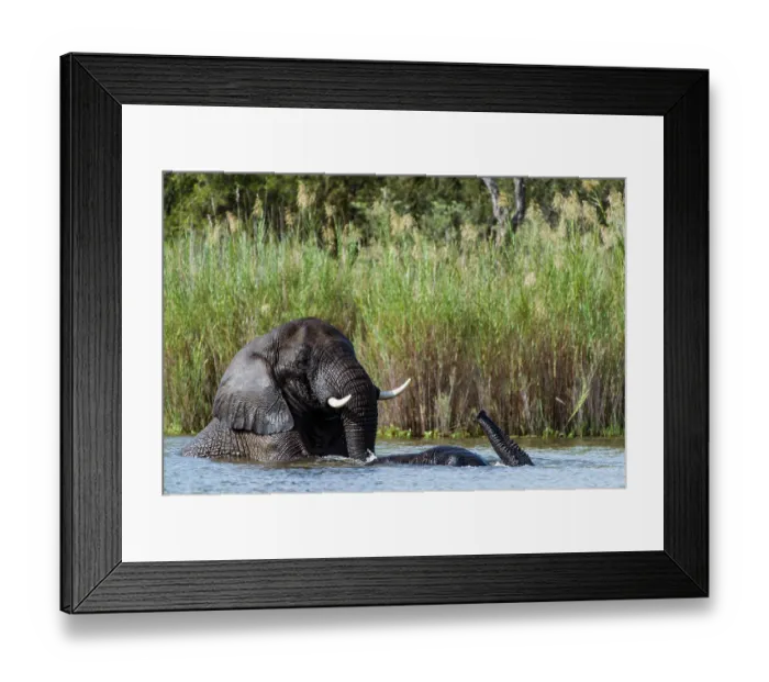 Framed Print : RF - Two African elephants (Loxodonta africana) bathing in river, Marataba Park, Marakele National Park, Limpopo Province, South Africa. Endangered Framed Print : RF - Two African elephants (Loxodonta africana) bathing in river, Marataba Park, Marakele National Park, Limpopo Province, South Africa. Endangered