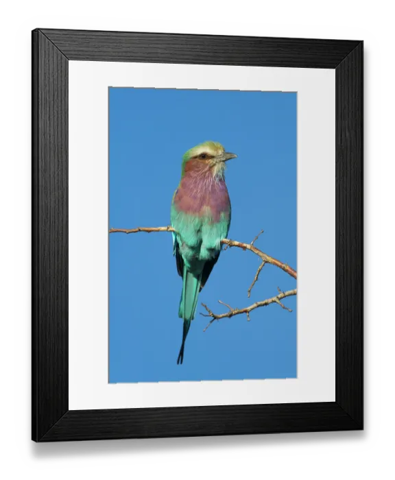Framed Print : RF - Lilacbreasted roller (Coracias caudata) juvenile, perched on branch, Marakele Private Reserve, Waterberg Biosphere Reserve, Limpopo Province, South Africa Framed Print : RF - Lilacbreasted roller (Coracias caudata) juvenile, perched on branch, Marakele Private Reserve, Waterberg Biosphere Reserve, Limpopo Province, South Africa