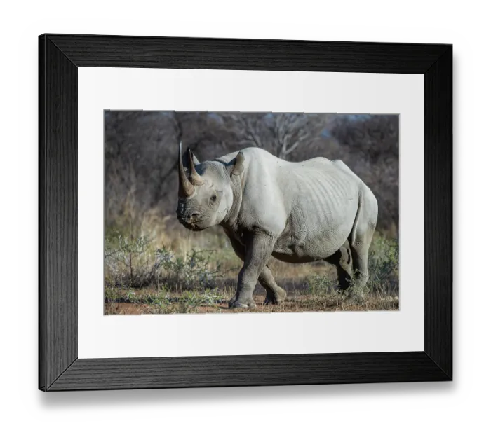 Framed Print : RF - Black rhinoceros (Diceros bicornis) female, portrait, Marakele Private Reserve, Limpopo Province, South Africa. Critically endangered Framed Print : RF - Black rhinoceros (Diceros bicornis) female, portrait, Marakele Private Reserve, Limpopo Province, South Africa. Critically endangered
