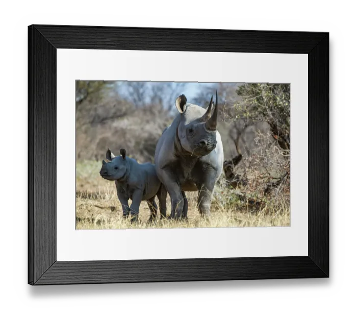 Framed Print : RF - Black rhinoceros (Diceros bicornis) female and calf, portrait, Marakele Private Reserve, Limpopo Province, South Africa. Critically endangered Framed Print : RF - Black rhinoceros (Diceros bicornis) female and calf, portrait, Marakele Private Reserve, Limpopo Province, South Africa. Critically endangered