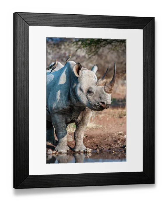 Framed Print : RF - Black rhinoceros (Diceros bicornis) female with three Red-billed oxpeckers (Buphagus erythrorynchus) perched on its back, portrait, Marakele Private Reserve Framed Print : RF - Black rhinoceros (Diceros bicornis) female with three Red-billed oxpeckers (Buphagus erythrorynchus) perched on its back, portrait, Marakele Private Reserve