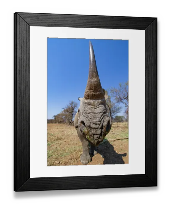 Framed Print : RF - Black rhinoceros (Diceros bicornis) female, portrait, horn detail, Marakele Private Reserve, Limpopo Province, South Africa. Critically endangered Framed Print : RF - Black rhinoceros (Diceros bicornis) female, portrait, horn detail, Marakele Private Reserve, Limpopo Province, South Africa. Critically endangered