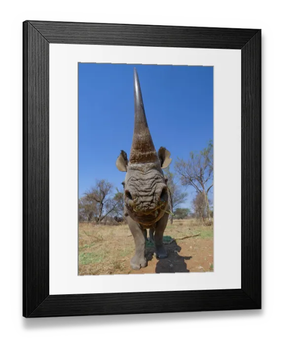 Framed Print : RF - Black rhinoceros (Diceros bicornis) female, portrait, horn detail, Marakele Private Reserve, Limpopo Province, South Africa. Critically endangered Framed Print : RF - Black rhinoceros (Diceros bicornis) female, portrait, horn detail, Marakele Private Reserve, Limpopo Province, South Africa. Critically endangered