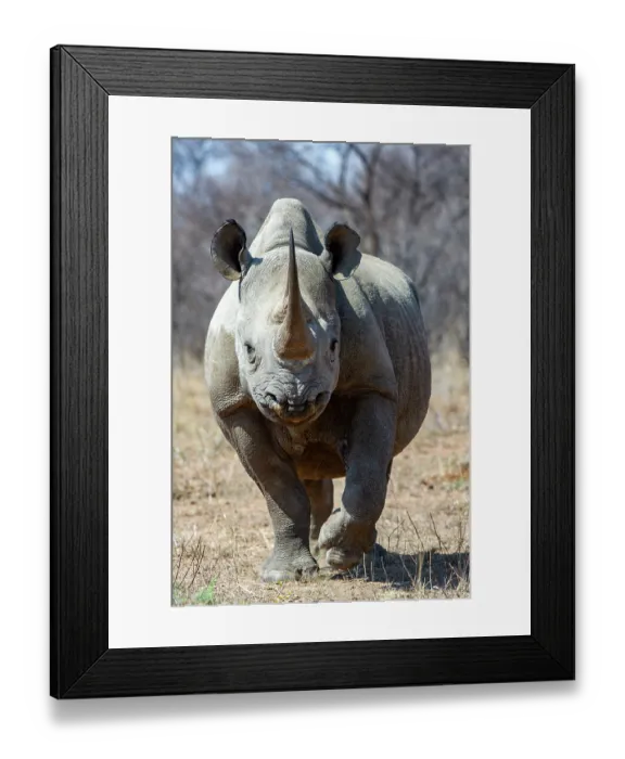 Framed Print : RF - Black rhinoceros (Diceros bicornis) female, portrait, Marataba, Marakele National Park, Limpopo Province, South Africa. Critically endangered Framed Print : RF - Black rhinoceros (Diceros bicornis) female, portrait, Marataba, Marakele National Park, Limpopo Province, South Africa. Critically endangered