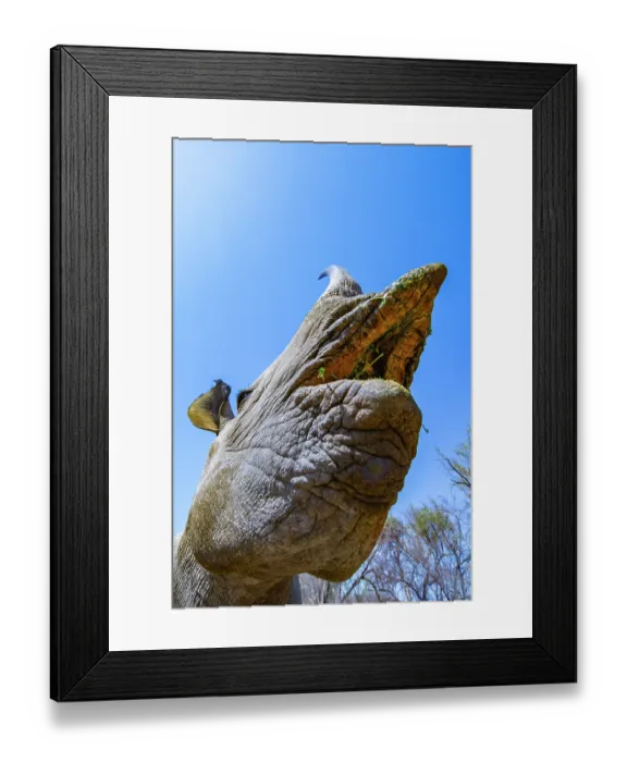 Framed Print : RF - Black rhinoceros (Diceros bicornis) female, head portrait, with mouth open, Marakele Private Reserve, Limpopo Province, South Africa. Critically endangered Framed Print : RF - Black rhinoceros (Diceros bicornis) female, head portrait, with mouth open, Marakele Private Reserve, Limpopo Province, South Africa. Critically endangered
