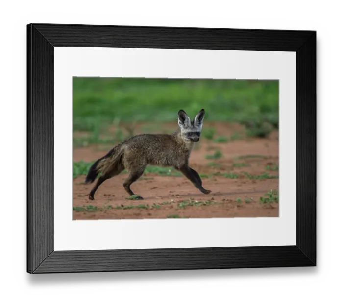 Framed Print : RF - Bat-eared fox (Otocyon megalotis) running over dry ground, Marataba, Marakele National Park, Limpopo Province, South Africa Framed Print : RF - Bat-eared fox (Otocyon megalotis) running over dry ground, Marataba, Marakele National Park, Limpopo Province, South Africa