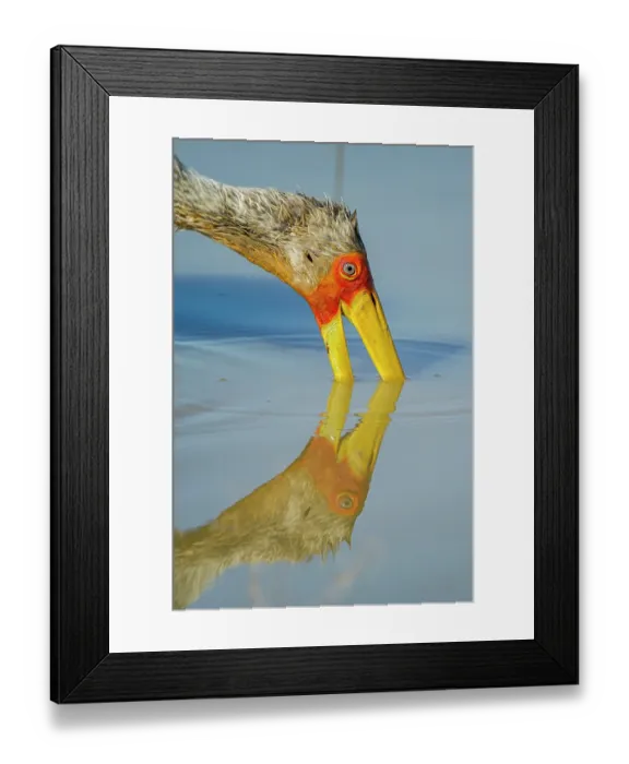 Framed Print : RF - Yellowbilled stork (Mycteria ibis) feeding in water, Marataba, Marakele National Park, Limpopo Province, South Africa Framed Print : RF - Yellowbilled stork (Mycteria ibis) feeding in water, Marataba, Marakele National Park, Limpopo Province, South Africa