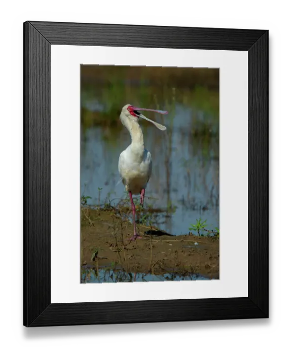 Framed Print : RF - African spoonbill (Platalea alba) feeding along water's edge, Marataba, Marakele National Park, Limpopo Province, South Africa Framed Print : RF - African spoonbill (Platalea alba) feeding along water's edge, Marataba, Marakele National Park, Limpopo Province, South Africa