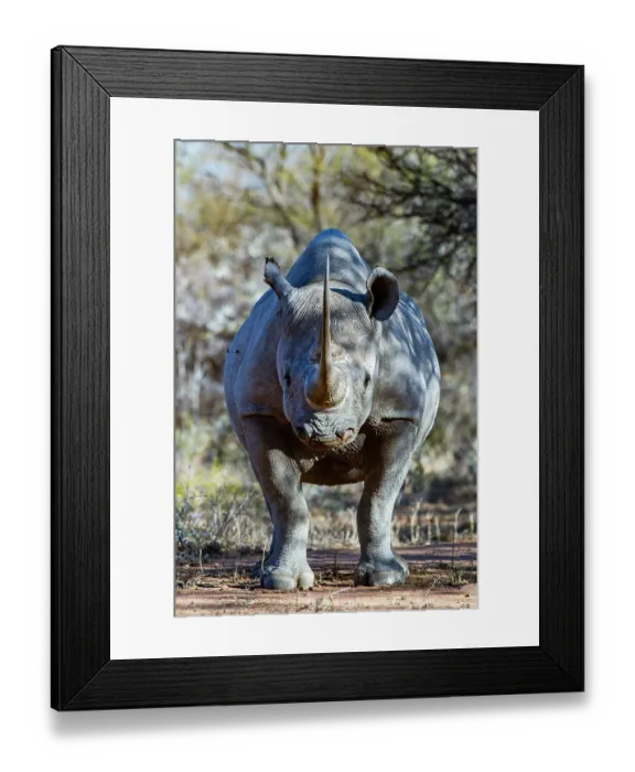 Framed Print : RF - Black rhinoceros (Diceros bicornis) male, portrait, Marataba, Marakele National Park, Limpopo Province, South Africa. Critically endangered Framed Print : RF - Black rhinoceros (Diceros bicornis) male, portrait, Marataba, Marakele National Park, Limpopo Province, South Africa. Critically endangered