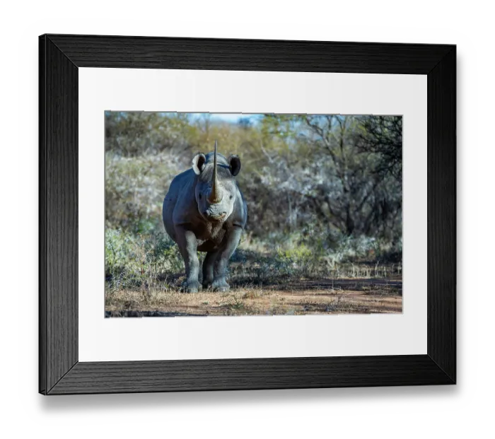 Framed Print : RF - Black rhinoceros (Diceros bicornis) male, portrait, Marataba, Marakele National Park, Limpopo Province, South Africa. Critically endangered Framed Print : RF - Black rhinoceros (Diceros bicornis) male, portrait, Marataba, Marakele National Park, Limpopo Province, South Africa. Critically endangered