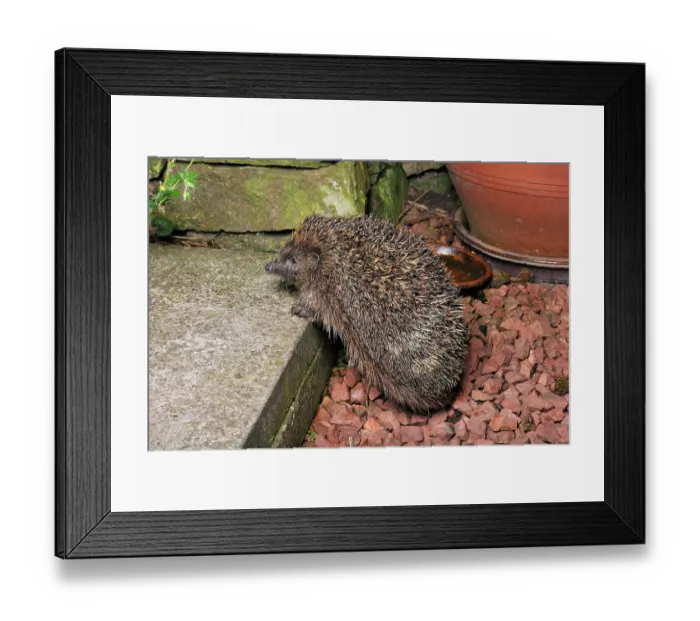 Framed Print : Hedgehog (Erinaceus europaeus) in garden hunting for food, Berwickshire, Scottish Borders, Scotland, UK. August Framed Print : Hedgehog (Erinaceus europaeus) in garden hunting for food, Berwickshire, Scottish Borders, Scotland, UK. August