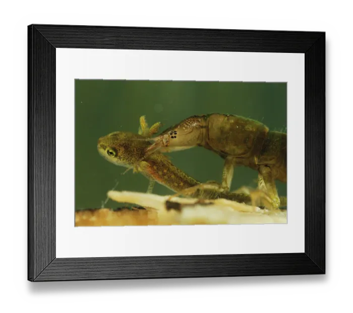 Framed Print : Great diving beetle (Dytiscus marginalis) larva feeding on Northern crested newt (Triturus cristatus) larva, using pincers to inject venom and digestive fluids into its prey Framed Print : Great diving beetle (Dytiscus marginalis) larva feeding on Northern crested newt (Triturus cristatus) larva, using pincers to inject venom and digestive fluids into its prey