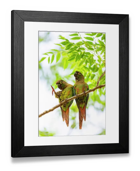 Framed Print : Blaze-winged parakeets (Pyrrhura devillei) pair, perched in tree, one with leg raised preening, Pantanal, Brazil Framed Print : Blaze-winged parakeets (Pyrrhura devillei) pair, perched in tree, one with leg raised preening, Pantanal, Brazil