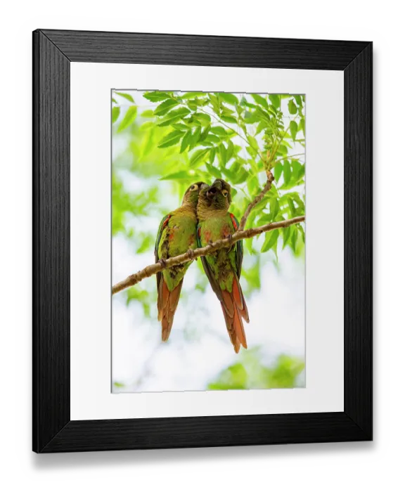 Framed Print : Blaze-winged parakeets (Pyrrhura devillei) pair, perched in tree allopreening, Pantanal, Brazil Framed Print : Blaze-winged parakeets (Pyrrhura devillei) pair, perched in tree allopreening, Pantanal, Brazil
