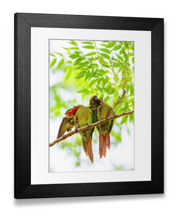 Framed Print : Blaze-winged parakeets (Pyrrhura devillei) pair, perched in tree preening, Pantanal, Brazil Framed Print : Blaze-winged parakeets (Pyrrhura devillei) pair, perched in tree preening, Pantanal, Brazil