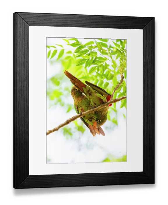 Framed Print : Blaze-winged parakeets (Pyrrhura devillei) pair, perched in tree allopreening, Pantanal, Brazil Framed Print : Blaze-winged parakeets (Pyrrhura devillei) pair, perched in tree allopreening, Pantanal, Brazil