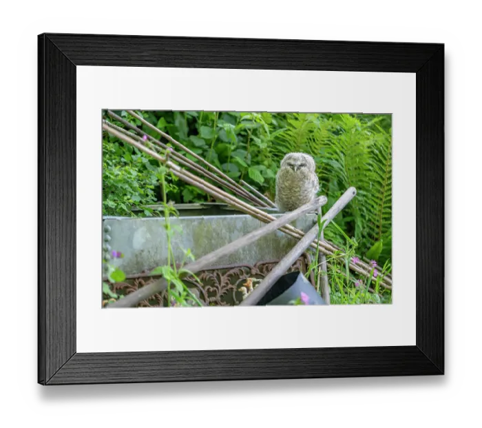 Framed Print : Tawny owlet (Strix aluco) perched on a water butt in a garden, Pembrokeshire, Wales, UK. May Framed Print : Tawny owlet (Strix aluco) perched on a water butt in a garden, Pembrokeshire, Wales, UK. May