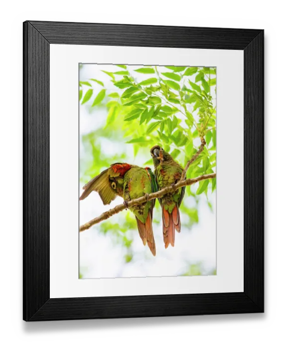 Framed Print : Blaze-winged parakeets (Pyrrhura devillei) pair, perched in tree preening, Pantanal, Brazil Framed Print : Blaze-winged parakeets (Pyrrhura devillei) pair, perched in tree preening, Pantanal, Brazil