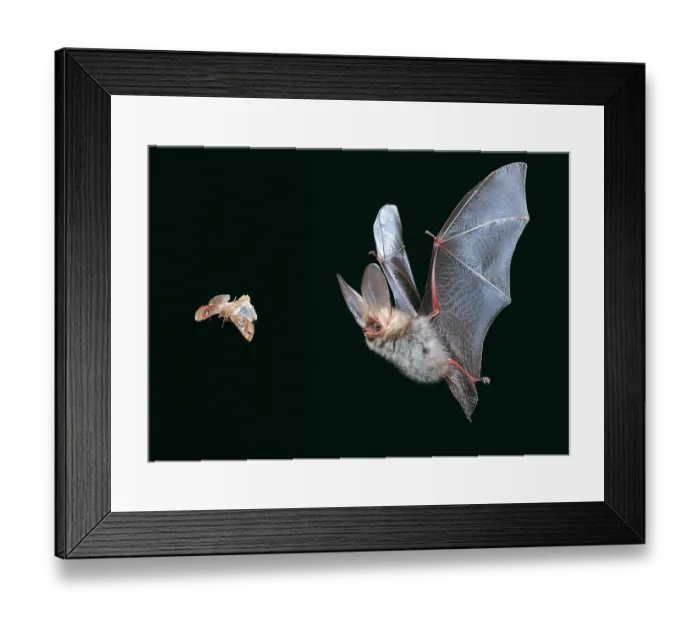 Framed Print : Common long-eared bat (Plecotus auritus) in flight, hunting insect prey at night Framed Print : Common long-eared bat (Plecotus auritus) in flight, hunting insect prey at night