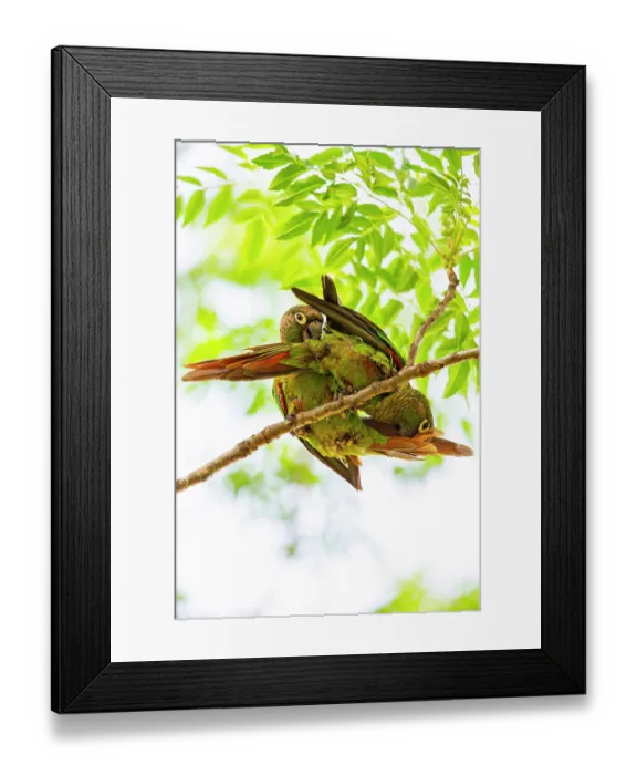 Framed Print : Blaze-winged parakeets (Pyrrhura devillei) pair, perched in tree allopreening, Pantanal, Brazil Framed Print : Blaze-winged parakeets (Pyrrhura devillei) pair, perched in tree allopreening, Pantanal, Brazil