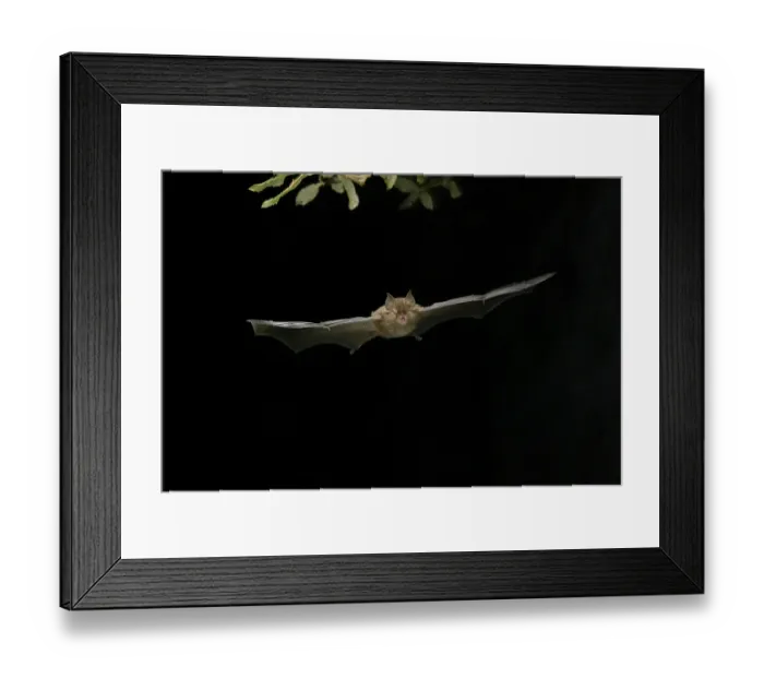 Framed Print : Lesser horseshoe bat (Rhinolophus hipposideros) in flight at night Framed Print : Lesser horseshoe bat (Rhinolophus hipposideros) in flight at night