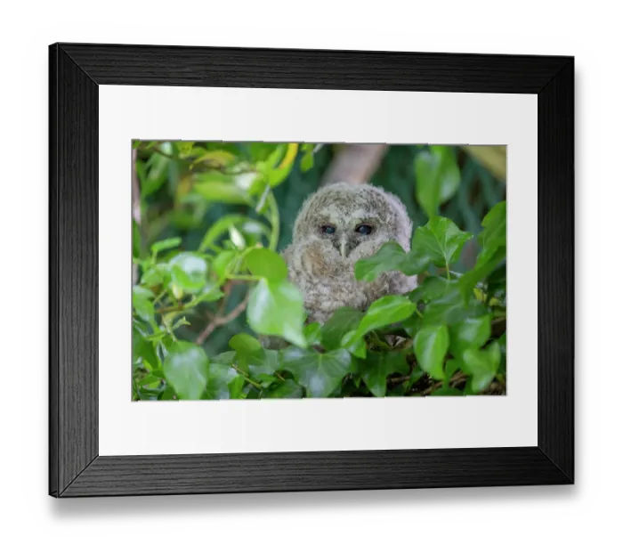 Framed Print : Tawny owlet (Strix aluco) perched on a branch in a garden during the day, Pembrokeshire, Wales, UK. May Framed Print : Tawny owlet (Strix aluco) perched on a branch in a garden during the day, Pembrokeshire, Wales, UK. May