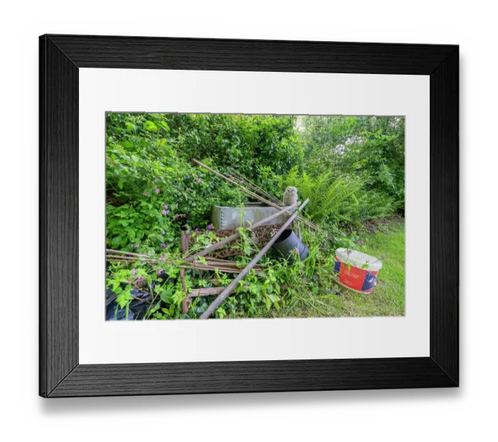 Framed Print : Tawny owlet (Strix aluco) perched on a water butt in a garden, Pembrokeshire, Wales, UK. May Framed Print : Tawny owlet (Strix aluco) perched on a water butt in a garden, Pembrokeshire, Wales, UK. May