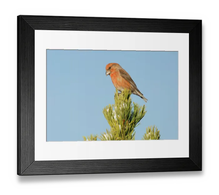 Framed Print : RF - Crossbill (Loxia curvirostra) male, perched at top of a Pine (Pinus sp.) tree, Pyrenees, Spain. January Framed Print : RF - Crossbill (Loxia curvirostra) male, perched at top of a Pine (Pinus sp.) tree, Pyrenees, Spain. January