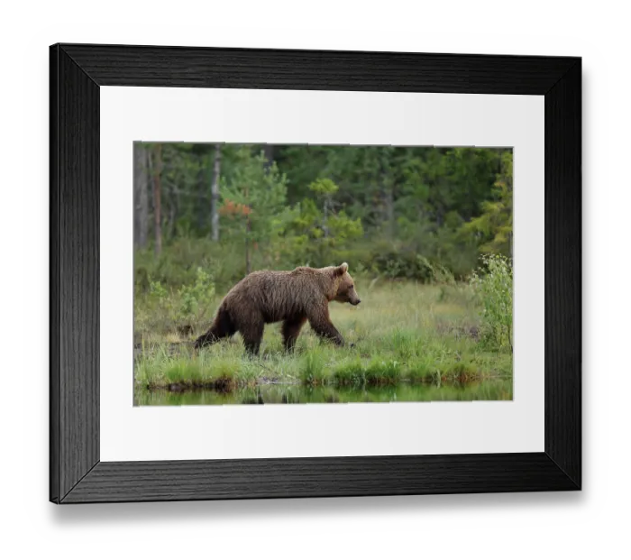 Framed Print : RF - Brown bear (Ursus arctos) walking along edge of pool in forest clearing, Finland. July. (This image may be licensed either as rights managed or royalty free.) Framed Print : RF - Brown bear (Ursus arctos) walking along edge of pool in forest clearing, Finland. July. (This image may be licensed either as rights managed or royalty free.)