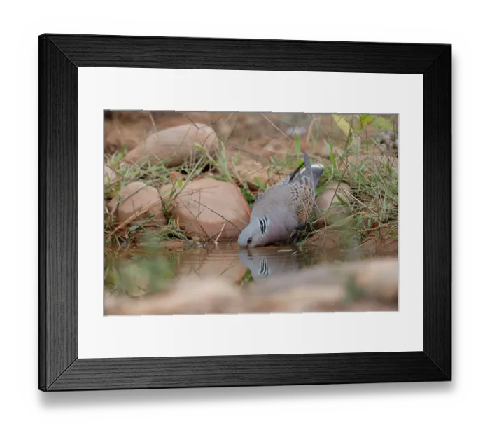 Framed Print : RF - Turtle dove (Streptopelia turtur) drinking at a pool, La Rioja, Spain. August. (This image may be licensed either as rights managed or royalty free.) Framed Print : RF - Turtle dove (Streptopelia turtur) drinking at a pool, La Rioja, Spain. August. (This image may be licensed either as rights managed or royalty free.)