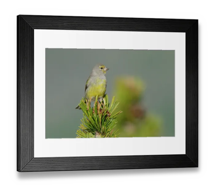 Framed Print : RF - Citril finch (Carduelis citrinella) perched on a Pine (Pinus sp.) tree, Pyrenees, Spain. May. (This image may be licensed either as rights managed or royalty free.)