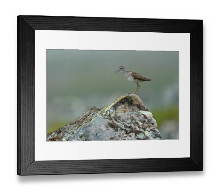 Framed Print : Wood sandpiper (Tringa glareola) perched on a rock calling, Varanger, Norway. July Framed Print : Wood sandpiper (Tringa glareola) perched on a rock calling, Varanger, Norway. July