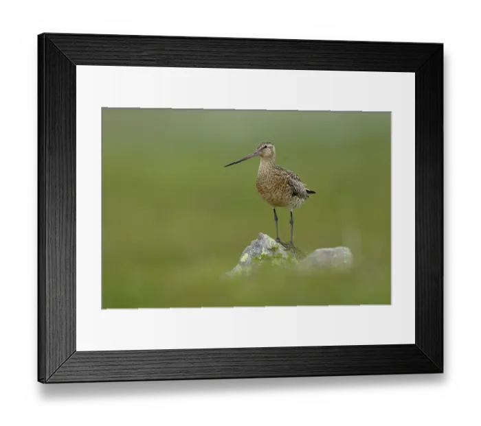 Framed Print : Bar-tailed godwit (Limosa lapponica) female, perched on a rock, Varanger, Norway. July Framed Print : Bar-tailed godwit (Limosa lapponica) female, perched on a rock, Varanger, Norway. July