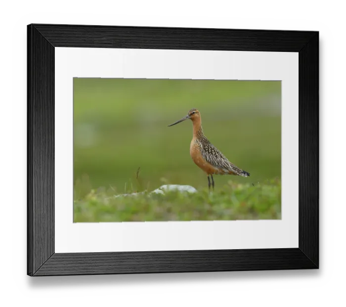 Framed Print : Bar-tailed godwit (Limosa lapponica) male, portrait, Varanger, Norway. July Framed Print : Bar-tailed godwit (Limosa lapponica) male, portrait, Varanger, Norway. July