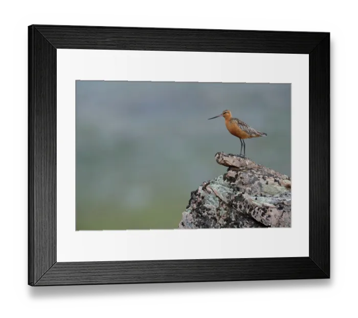Framed Print : Bar-tailed godwit (Limosa lapponica) male, perched on a rock, Varanger, Norway. July Framed Print : Bar-tailed godwit (Limosa lapponica) male, perched on a rock, Varanger, Norway. July