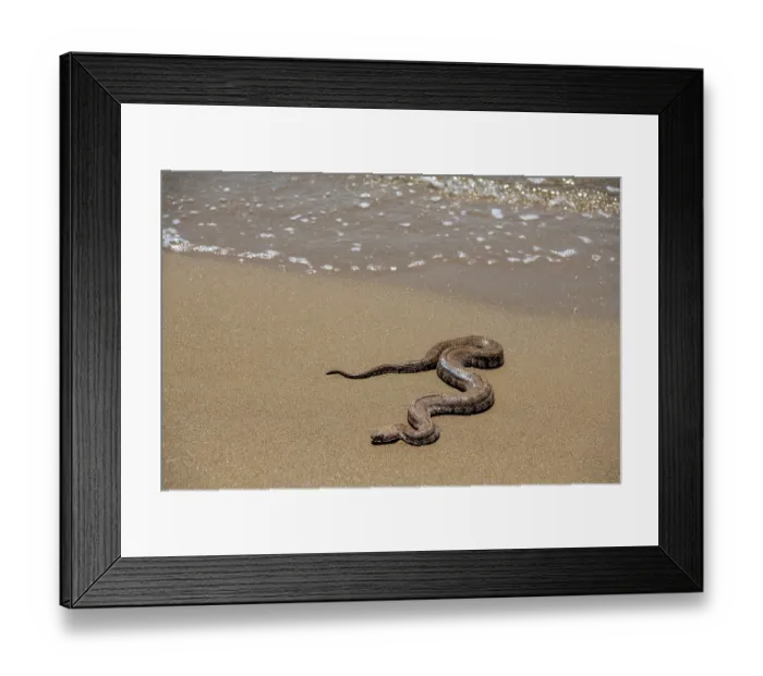 Framed Print : Milos viper / Cyclades blunt-nosed viper (Macrovipera lebetinus schweizeri) on the shore of the popular holiday destination, Patys Gialos, SIfnos, Greece Framed Print : Milos viper / Cyclades blunt-nosed viper (Macrovipera lebetinus schweizeri) on the shore of the popular holiday destination, Patys Gialos, SIfnos, Greece