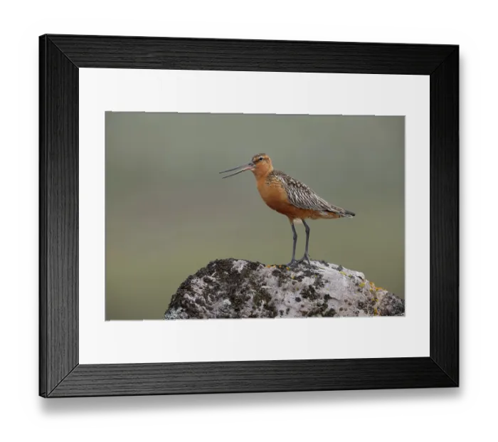 Framed Print : Bar-tailed godwit (Limosa lapponica) male, perched on a rock calling, Varanger, Norway. July Framed Print : Bar-tailed godwit (Limosa lapponica) male, perched on a rock calling, Varanger, Norway. July