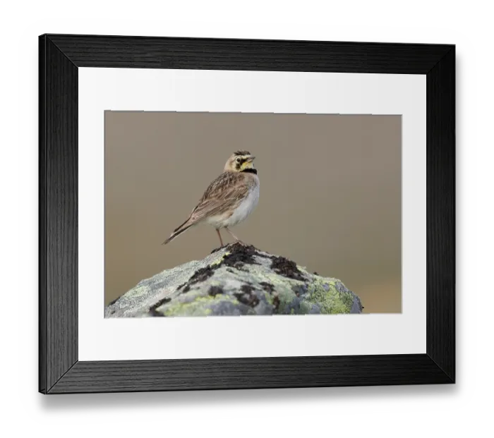 Framed Print : Shore lark (Eremophila alpestris) perched on a lichen-covered rock, Varanger, Norway. July Framed Print : Shore lark (Eremophila alpestris) perched on a lichen-covered rock, Varanger, Norway. July